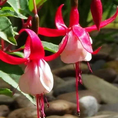 Фукcія Madame Cornelissen фото