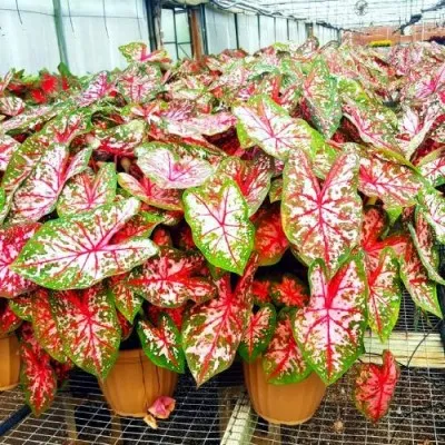 Каладіум Fannie Munson фото