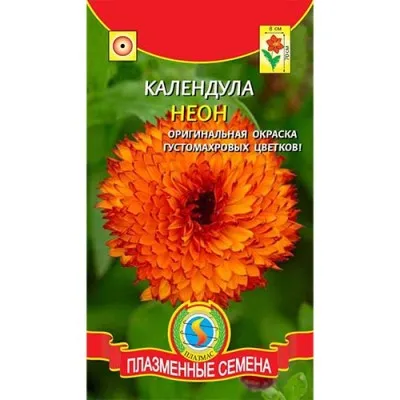Календула Неон фото