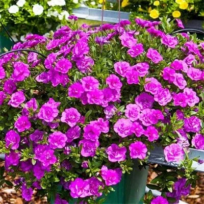 Калібрахоа MF Double Pinkmania фото