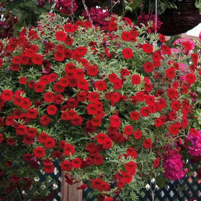 Калібрахоа MF Sangria Red фото
