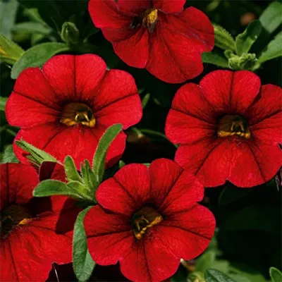 Калібрахоа MF Sangria Red фото