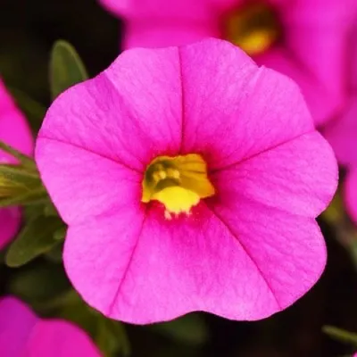 Калібрахоа MF Pink фото