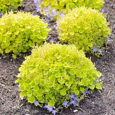 Кампанула Dickson's Gold фото