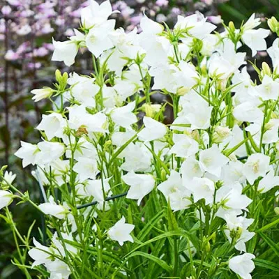 Кампанула Persicifolia White фото