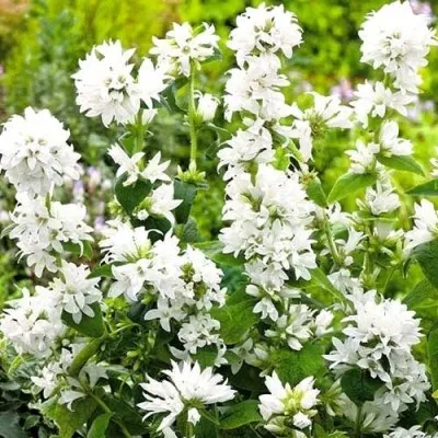 Кампанула Glomerata Alba фото