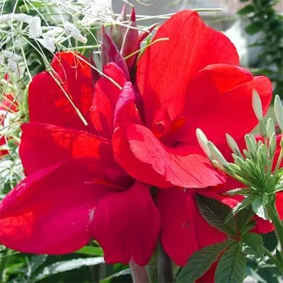 Канна Сherry Red 25 фото