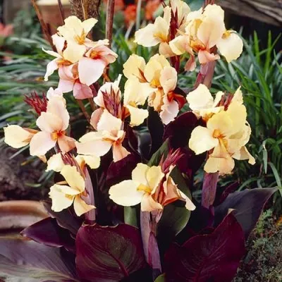 Канна Madame Angel Martin фото