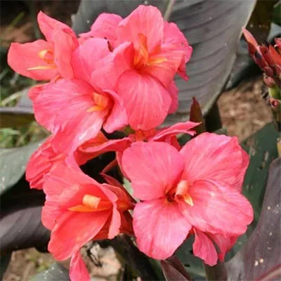 Канна Pink Futurity фото