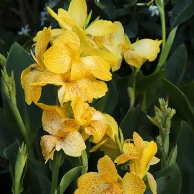 Канна Tropical Yellow фото