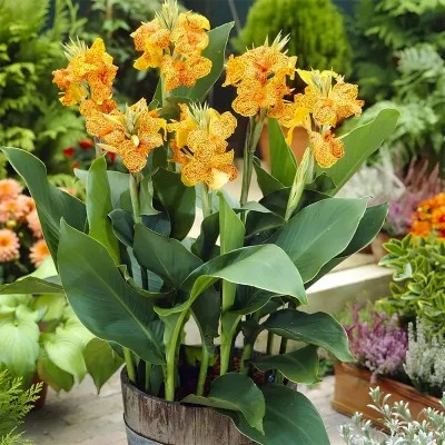 Канна Picasso Mutant Yellow (Піксассо Мютант Єллоу) фото