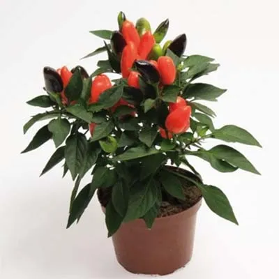 Перець Cubana Deep Orange фото