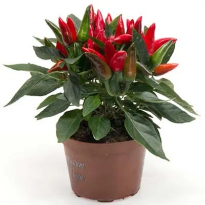 Перець Salsa Red фото