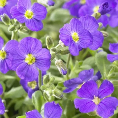 Обрієтта Cascade Blue фото