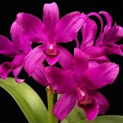 Каттлея Боурінга (Cattleya bowringiana) фото