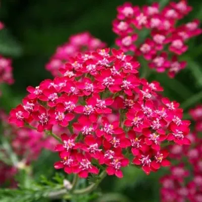 Деревій Cerise Queen фото