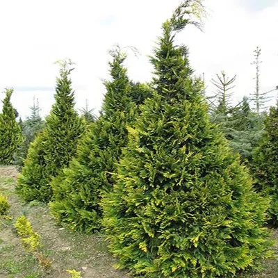 Кипарисовик Alumigold фото