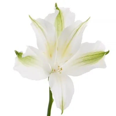 Альстромерія Charmelita White Zapricharmi фото