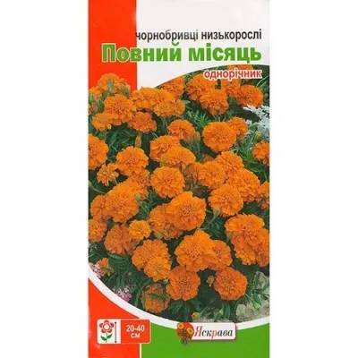 Чорнобривці Повний місяць фото