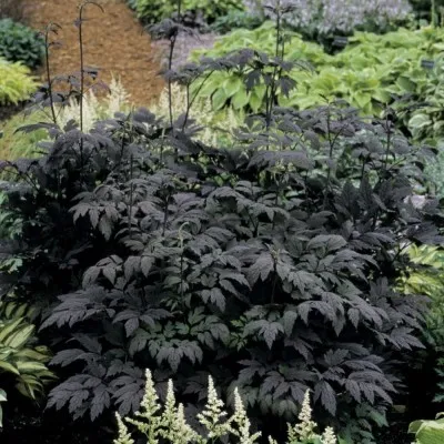Циміцифуга (клопогон) Hillside Black Beauty фото