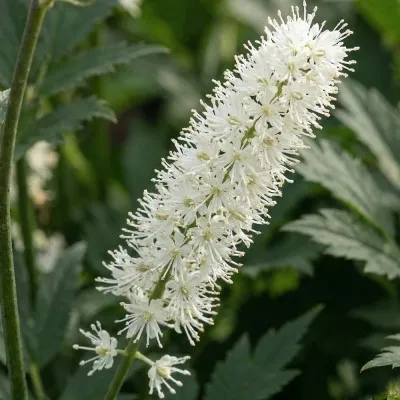 Циміцифуга (клопогін) White Pearl фото