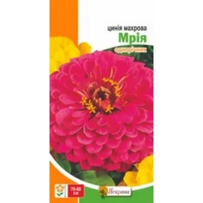 Цинiя Махрова Мрія фото