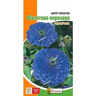 Цинiя махрова Фіолетова Королева фото