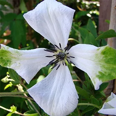 Клематіс Alba Luxurians фото