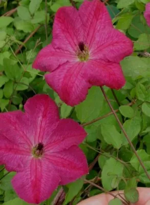 Клематіс Carmencita фото