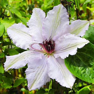 Клематіс Fair Rosamond фото