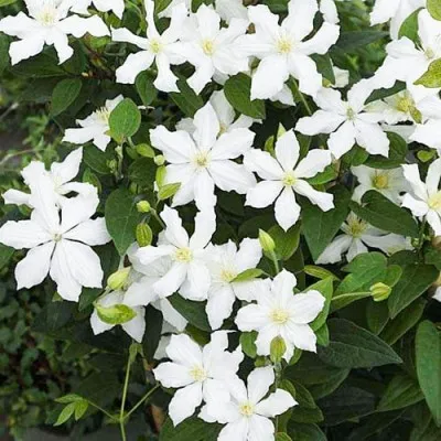 Клематіс White Arabella фото