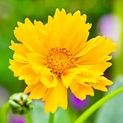 Кореопсис Grandiflora фото