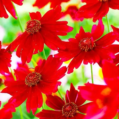 Кореопсис Ruby Red фото