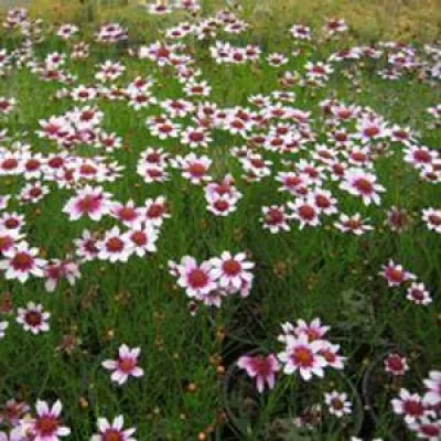Кореопсис Sweet Dreams фото