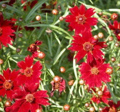 Кореопсис Ruby Red (розсада) фото