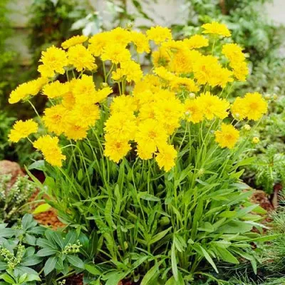 Кореопсис Grandiflora фото