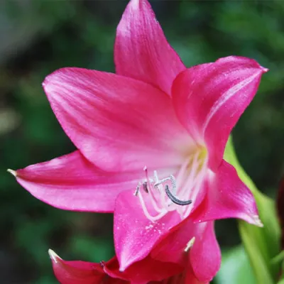 Крінум Ellen Bosanquet фото