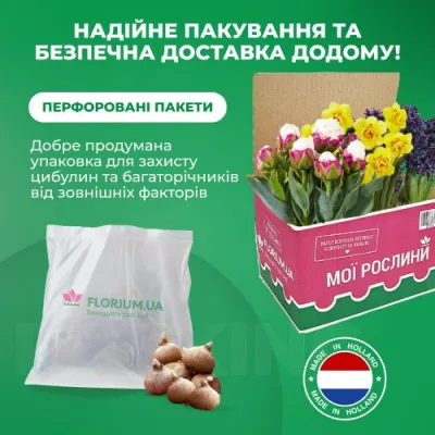 Крокус Ботанічний Мікс 100 фото