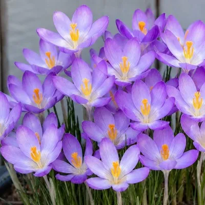 Крокус Barr's Purple фото
