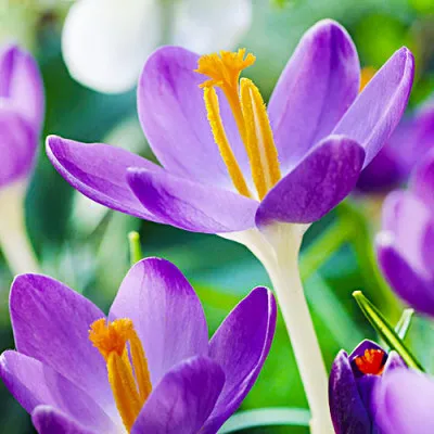 Крокус Barr's Purple (акційний) фото