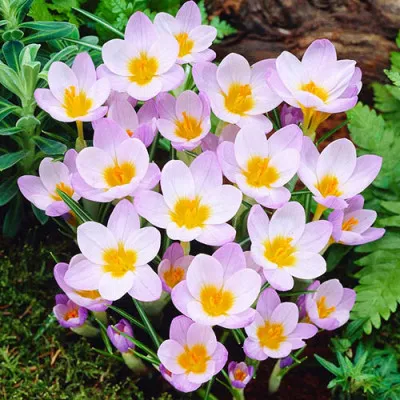 Крокус Firefly фото