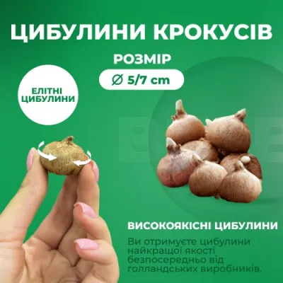 Крокус Romance 100 фото
