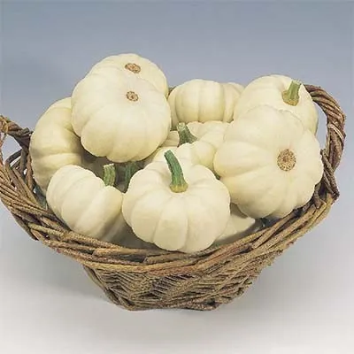 Гарбуз Baby Boo фото