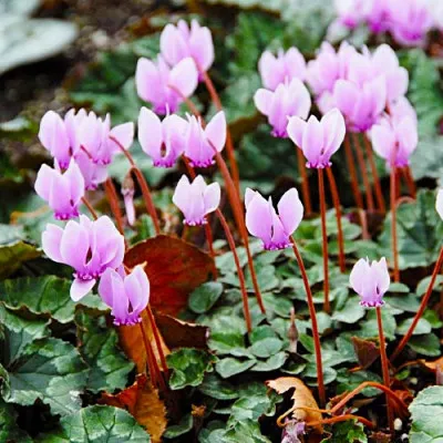 Цикламен садовий Hederifolium фото