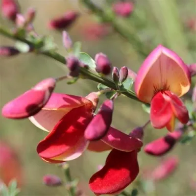 Рокитник Killiney Red фото