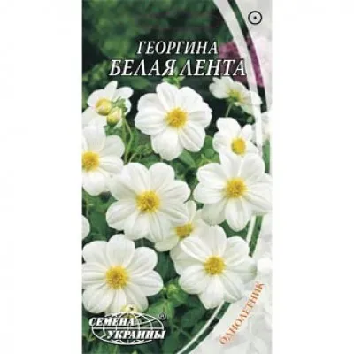 Жоржина Біла стрічка фото
