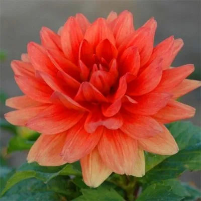Жоржина Berliner Orange фото