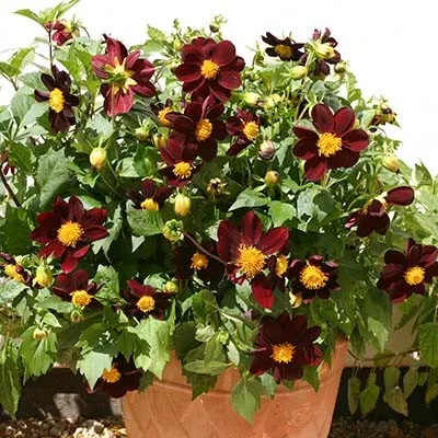 Жоржина Black Beauty фото