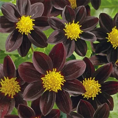Жоржина Black Beauty фото