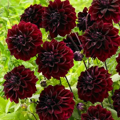 Жоржина Dark Fubuki фото
